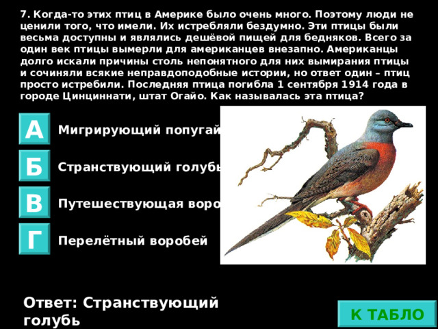 7. Когда-то этих птиц в Америке было очень много. Поэтому люди не ценили того, что имели. Их истребляли бездумно. Эти птицы были весьма доступны и являлись дешёвой пищей для бедняков. Всего за один век птицы вымерли для американцев внезапно. Американцы долго искали причины столь непонятного для них вымирания птицы и сочиняли всякие неправдоподобные истории, но ответ один – птиц просто истребили. Последняя птица погибла 1 сентября 1914 года в городе Цинциннати, штат Огайо. Как называлась эта птица? А Мигрирующий попугай Б Странствующий голубь В Путешествующая ворона Г Перелётный воробей Ответ не верный Ответ: Странствующий голубь К ТАБЛО 