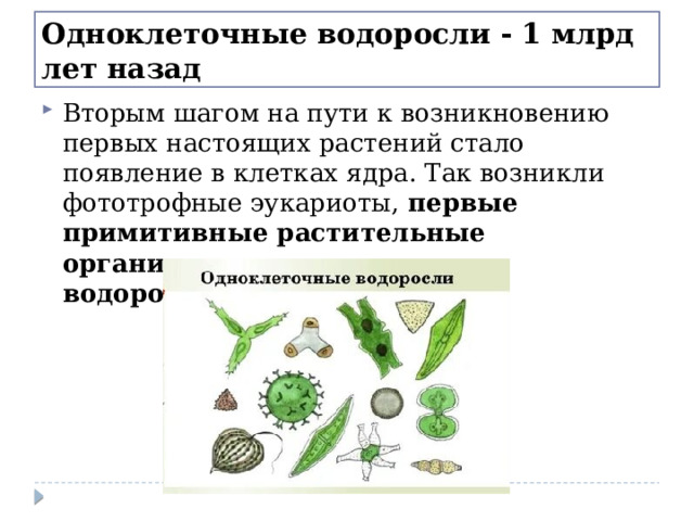 Одноклеточные водоросли - 1 млрд лет назад Вторым шагом на пути к возникновению первых настоящих растений стало появление в клетках ядра. Так возникли фототрофные эукариоты,  первые примитивные растительные организмы — одноклеточные водоросли . 