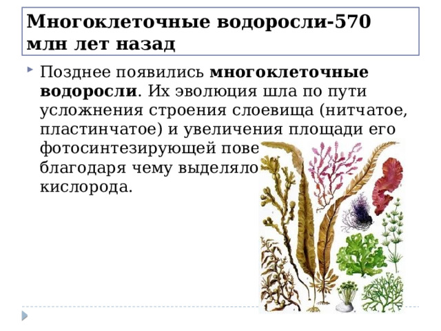 Многоклеточные водоросли-570 млн лет назад Позднее появились  многоклеточные водоросли . Их эволюция шла по пути усложнения строения слоевища (нитчатое, пластинчатое) и увеличения площади его фотосинтезирующей поверхности, благодаря чему выделялось больше кислорода. 
