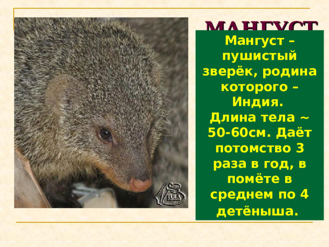 МАНГУСТ Мангуст – пушистый зверёк, родина которого – Индия. Длина тела ~ 50-60см. Даёт потомство 3 раза в год, в помёте в среднем по 4 детёныша.  