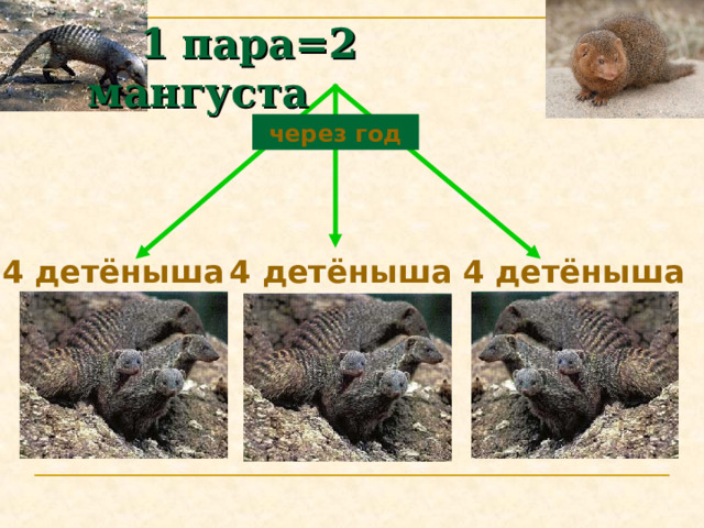  1 пара=2 мангуста через год 4 детёныша 4 детёныша 4 детёныша 