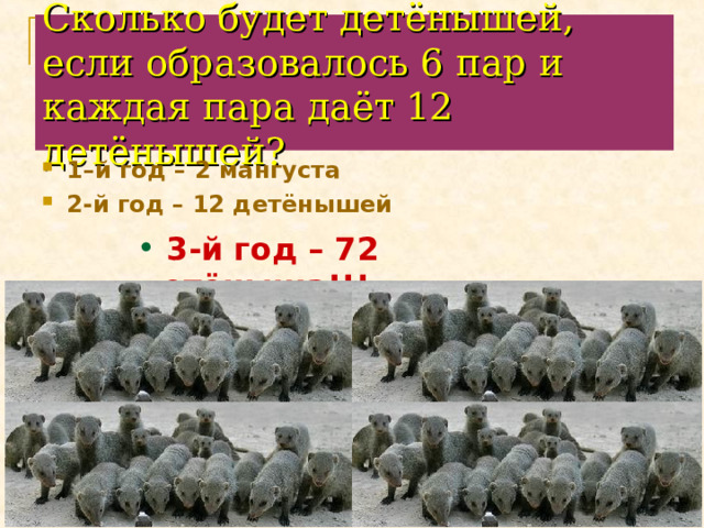 Сколько будет детёнышей, если образовалось 6 пар и каждая пара даёт 12 детёнышей? 1–й год – 2 мангуста 2-й год – 12 детёнышей  3-й год – 72 детёныша!!! 