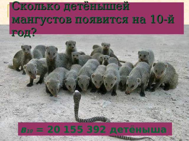 Сколько детёнышей мангустов появится на 10-й год? в 10  = 20 155 392 детёныша 