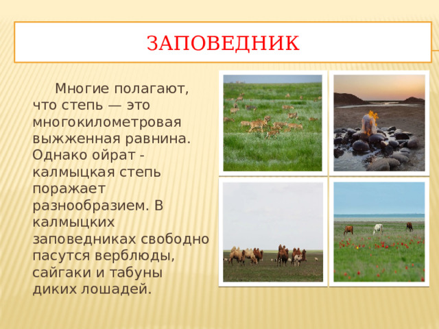 Заповедник  Многие полагают, что степь — это многокилометровая выжженная равнина. Однако ойрат - калмыцкая степь поражает разнообразием. В калмыцких заповедниках свободно пасутся верблюды, сайгаки и табуны диких лошадей. 