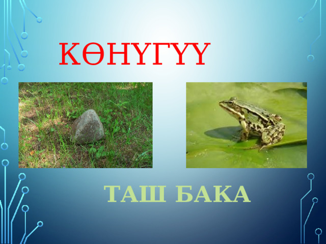 КӨНҮГҮҮ Таш бака 
