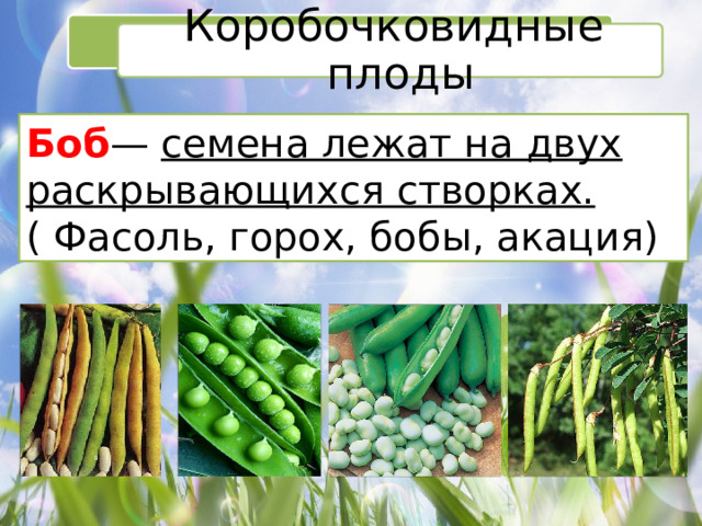 Коробочковидные плоды Боб —  семена лежат на двух раскрывающихся створках. ( Фасоль, горох, бобы, акация) 