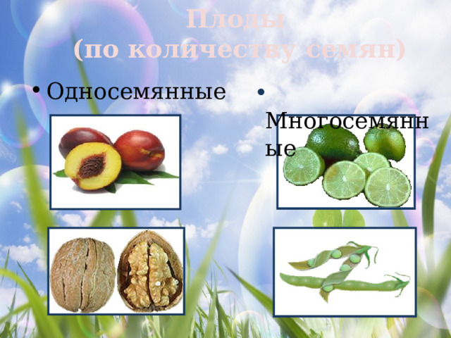 Плоды  (по количеству семян) Односемянные  Многосемянные 