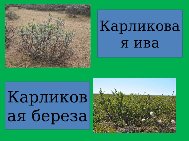 Карликовая ива Карликовая береза 