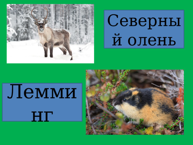 Северный олень Лемминг 