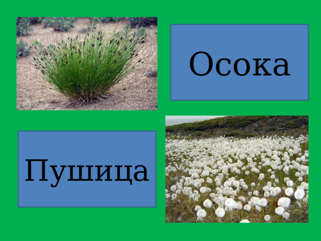 Осока Пушица 