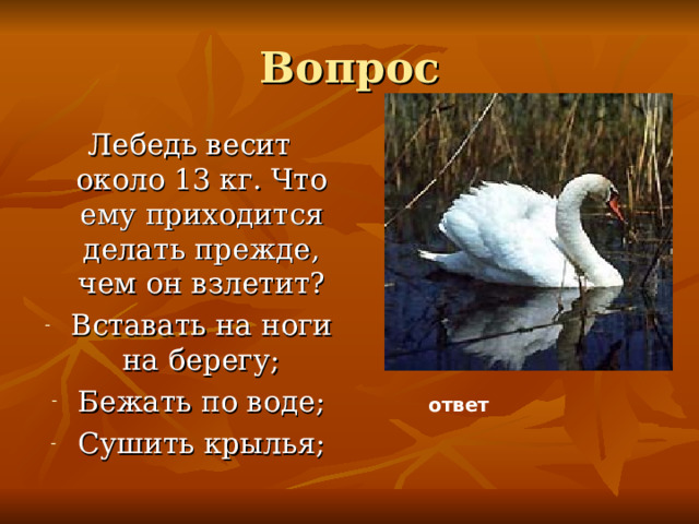 Вопрос Лебедь весит около 13 кг. Что ему приходится делать прежде, чем он взлетит? Вставать на ноги на берегу; Бежать по воде; Сушить крылья; ответ 