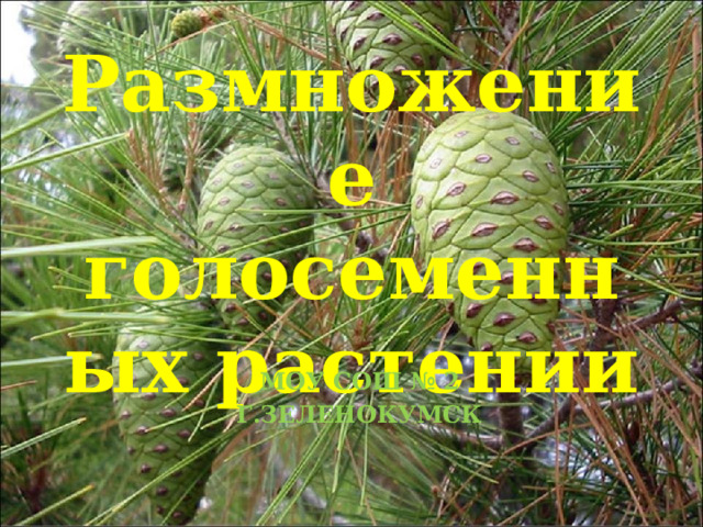 Размножение голосеменных растении МОУ СОШ № 2 Г.ЗЕЛЕНОКУМСК 