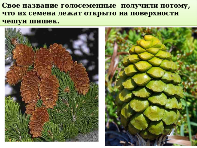 Свое название голосеменные получили потому, что их семена лежат открыто на поверхности чешуи шишек. 