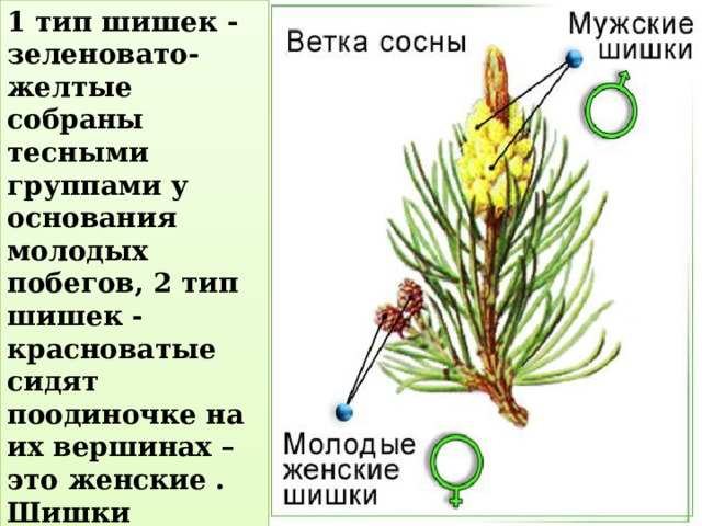 1 тип шишек - зеленовато-желтые собраны тесными группами у основания молодых побегов, 2 тип шишек -красноватые сидят поодиночке на их вершинах – это женские . Шишки представляют собой видоизмененные побеги. 