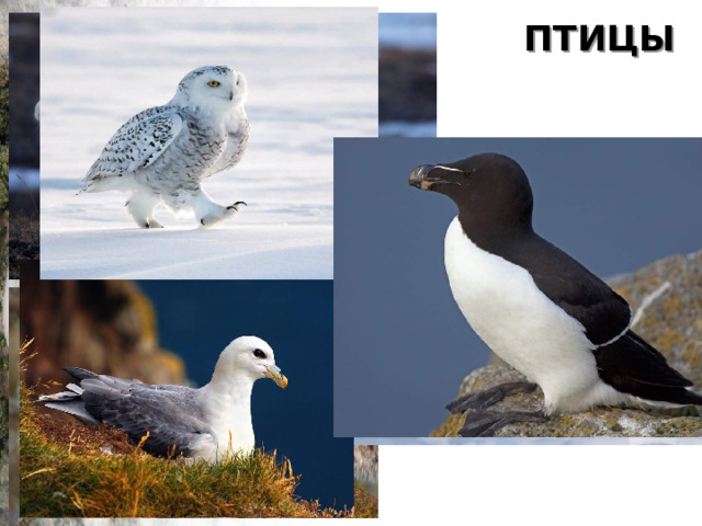 ПТИЦЫ 