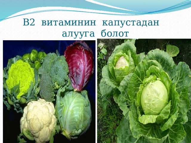 В2 витаминин капустадан алууга болот 