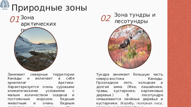 Природные зоны Зона тундры и лесотундры Зона арктических пустынь 02 01 Занимает северные территории Канады и включает в себя архипелаг Арктики. Характеризуется очень суровыми климатическими условиями с малым количеством осадков и постоянным морозом, бедным животным и очень бедным растительным миром. (Мхи, лишайники, белый медведь, морж, нарвал.) Тундра занимает большую часть северо-востока Канады. Прохладное лето, холодная и долгая зима. (Мхи, лишайники, травы, кустарники, карликовые деревья.) В лесотундре смешиваются хвойные деревья и кустарники. (Карибу, полярная лиса, лемминг, множество птиц.) 