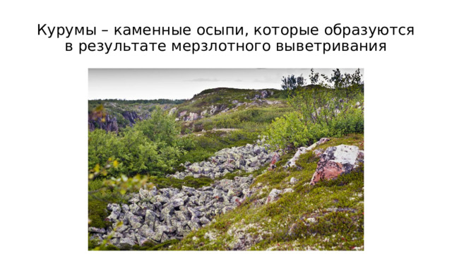 Курумы – каменные осыпи, которые образуются в результате мерзлотного выветривания 