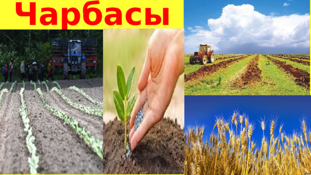 Чарбасы 