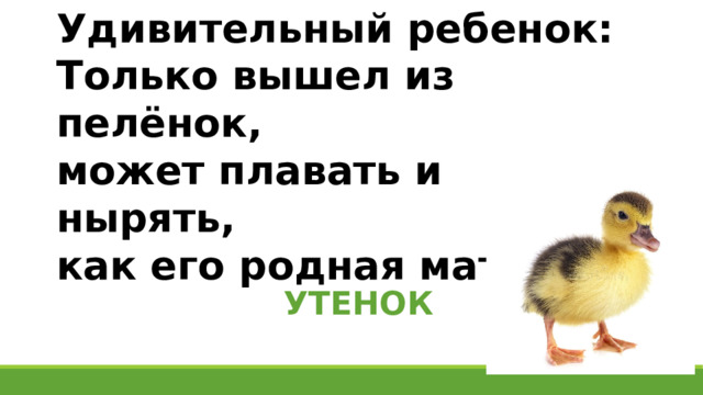 Удивительный ребенок: Только вышел из пелёнок, может плавать и нырять, как его родная мать. УТЕНОК 