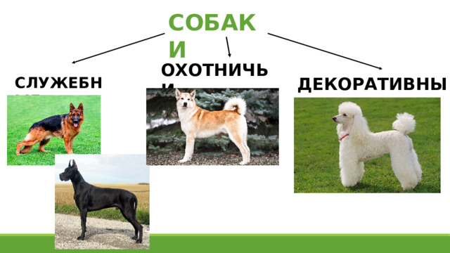 СОБАКИ ОХОТНИЧЬИ СЛУЖЕБНЫЕ ДЕКОРАТИВНЫЕ 