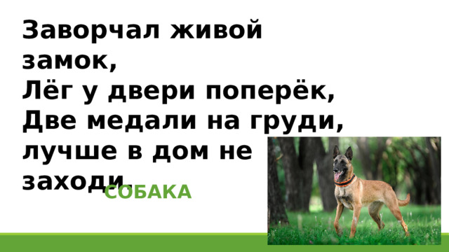 Заворчал живой замок, Лёг у двери поперёк, Две медали на груди, лучше в дом не заходи. СОБАКА 