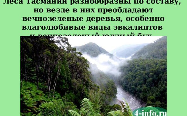 Леса Тасмании разнообразны по составу, но везде в них преобладают вечнозеленые деревья, особенно влаголюбивые виды эвкалиптов и вечнозеленый южный бук.  