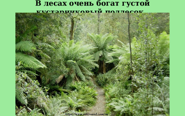 В лесах очень богат густой кустарниковый подлесок.  