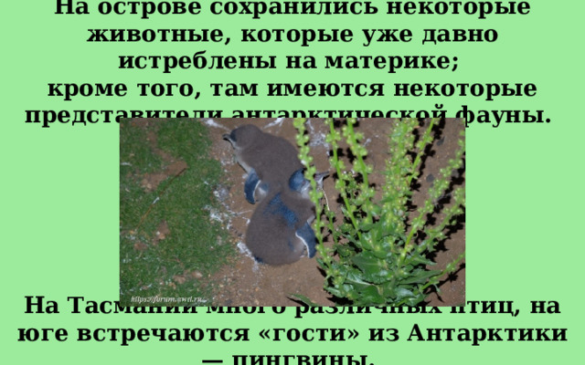 На острове сохранились некоторые животные, которые уже давно истреблены на материке; кроме того, там имеются некоторые представители антарктической фауны.  На Тасмании много различных птиц, на юге встречаются «гости» из Антарктики — пингвины.  