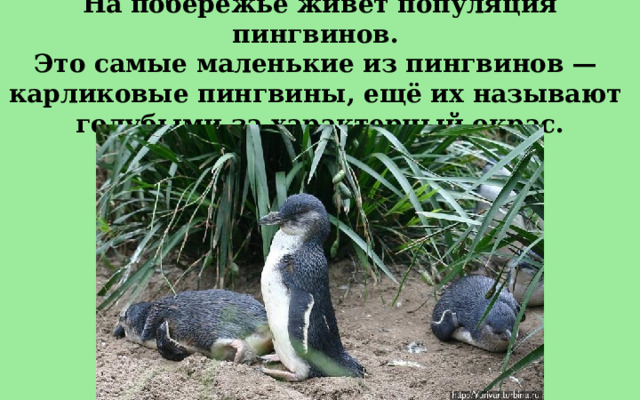 На побережье живёт популяция пингвинов. Это самые маленькие из пингвинов — карликовые пингвины, ещё их называют голубыми за характерный окрас. 