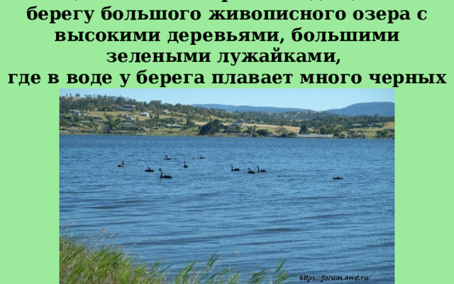 В национальном парке находящемся на берегу большого живописного озера с высокими деревьями, большими зелеными лужайками, где в воде у берега плавает много черных лебедей. 