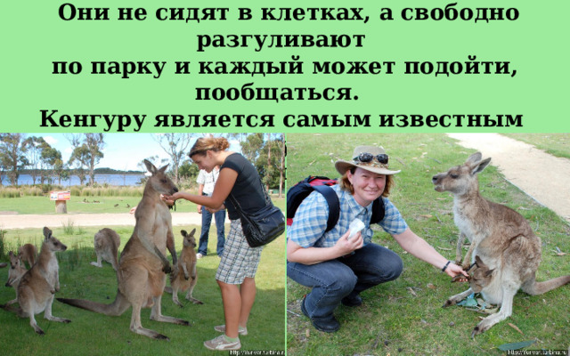Здесь можно встретить всех сумчатых острова.   Они не сидят в клетках, а свободно разгуливают по парку и каждый может подойти, пообщаться.   Кенгуру является самым известным представителем сумчатых на нашей планете.  