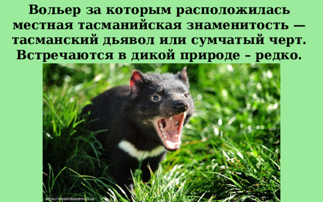 Вольер за которым расположилась местная тасманийская знаменитость — тасманский дьявол или сумчатый черт. Встречаются в дикой природе – редко.  