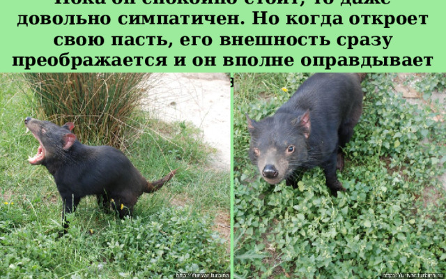 Пока он спокойно стоит, то даже довольно симпатичен. Но когда откроет свою пасть, его внешность сразу преображается и он вполне оправдывает своё название 