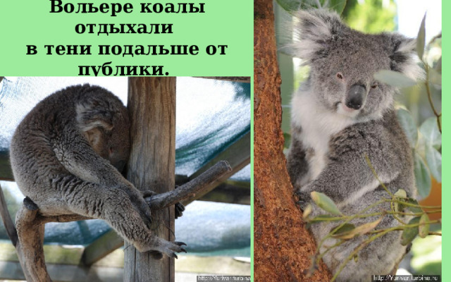Вольере коалы отдыхали в тени подальше от публики.  
