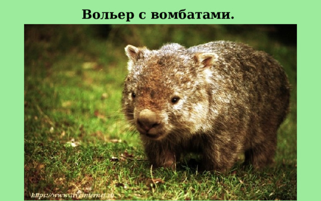 Вольер с вомбатами.  