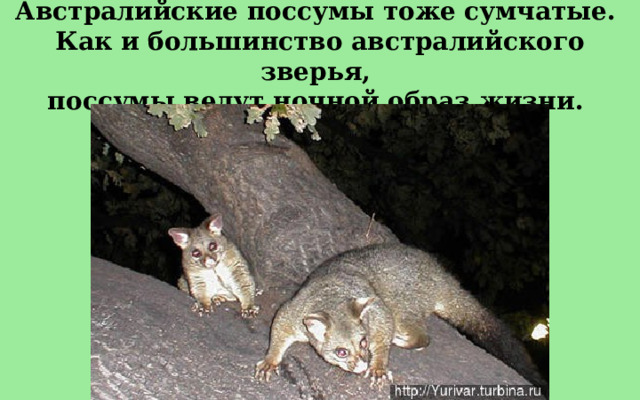 Австралийские поссумы тоже сумчатые. Как и большинство австралийского зверья, поссумы ведут ночной образ жизни. 