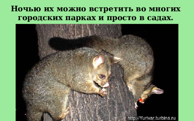 Ночью их можно встретить во многих городских парках и просто в садах.  