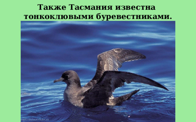 Также Тасмания известна тонкоклювыми буревестниками. 
