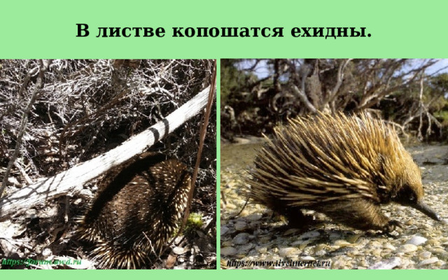 В листве копошатся ехидны. 