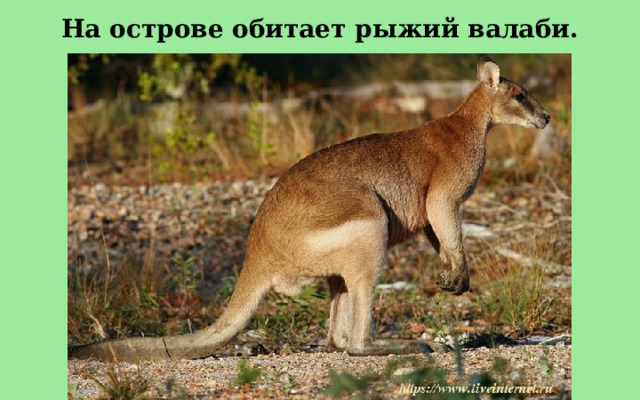 На острове обитает рыжий валаби. 