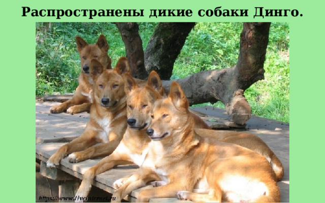 Распространены дикие собаки Динго. 