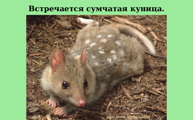 Встречается сумчатая куница. 