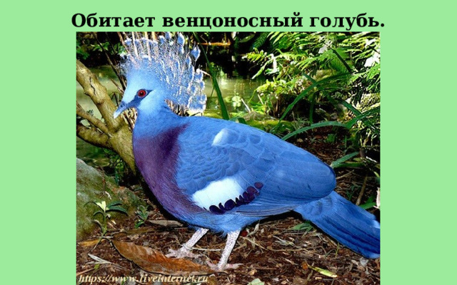 Обитает венцоносный голубь. 