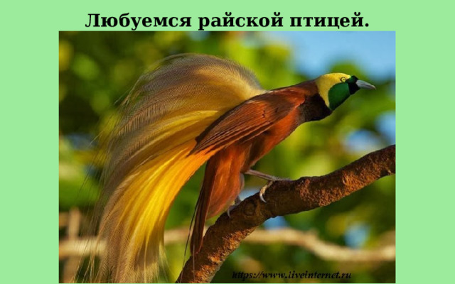 Любуемся райской птицей. 