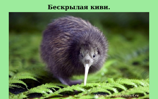 Бескрылая киви. 