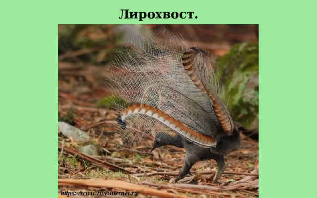 Лирохвост. 