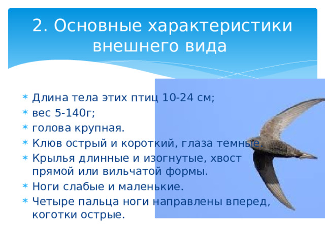2. Основные характеристики внешнего вида Длина тела этих птиц 10-24 см; вес 5-140г; голова крупная. Клюв острый и короткий, глаза темные. Крылья длинные и изогнутые, хвост прямой или вильчатой формы. Ноги слабые и маленькие. Четыре пальца ноги направлены вперед, коготки острые. 