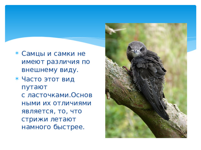 Самцы и самки не имеют различия по внешнему виду. Часто этот вид путают с ласточками.Основными их отличиями является, то, что стрижи летают намного быстрее.  