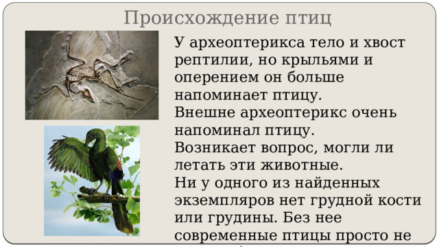 Происхождение птиц У археоптерикса тело и хвост рептилии, но крыльями и оперением он больше напоминает птицу. Внешне археоптерикс очень напоминал птицу. Возникает вопрос, могли ли летать эти животные. Ни у одного из найденных экземпляров нет грудной кости или грудины. Без нее современные птицы просто не смогли бы летать. 